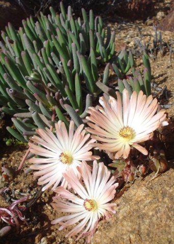 Cephalophyllum rigidum leaves